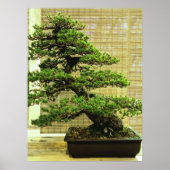 Poster White Pine Bonsai Tree (Devant)