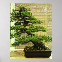 White Pine Bonsai Tree