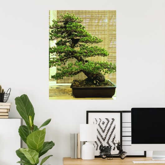 Poster White Pine Bonsai Tree (Bureau à domicile)