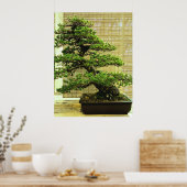 Poster White Pine Bonsai Tree (Cuisine)