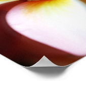 Poster White Plumeria Frangipani Hawaii Flower Hawaiian (Coin)