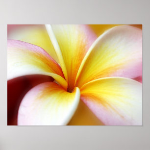 Poster White Plumeria Frangipani Hawaii Flower Hawaiian
