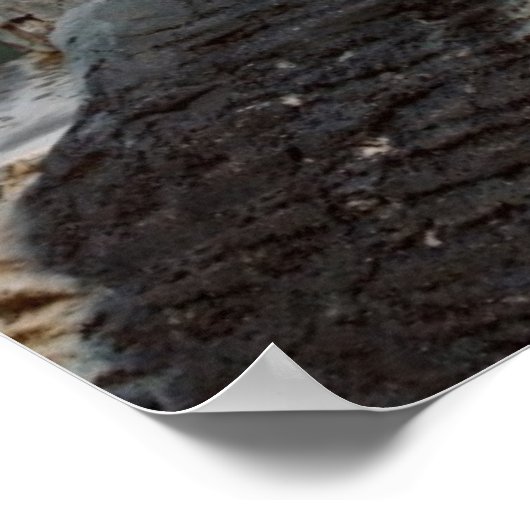 Poster White Polar Bear (Coin)