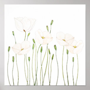 Poster white poppy watercolor horizontal 