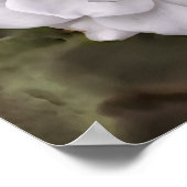 Poster White Rose Hope Art Imprimer (Coin)
