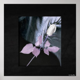 Poster White Rose Print