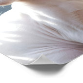 Poster White Sphinx Cat and Flowers (Coin)