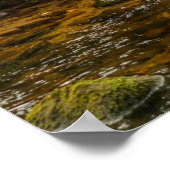 Poster White Spirit Bear Chasse pour poisson sur Riordan (Coin)