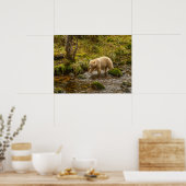 Poster White Spirit Bear Chasse pour poisson sur Riordan (Cuisine)