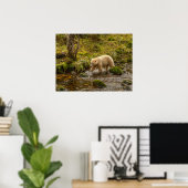 Poster White Spirit Bear Chasse pour poisson sur Riordan (Bureau à domicile)