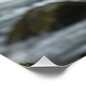 Poster White Spirit Bear Cub Wildlife Art (Coin)