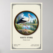Poster White Stork Zoology Series (Devant)