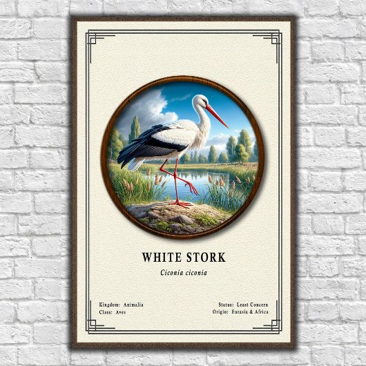 Poster White Stork Zoology Series