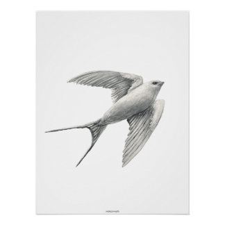 Poster White Swallow