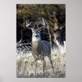 Poster White Tailed