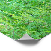 Poster White Tailed (Coin)