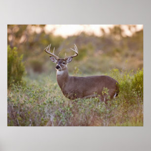 Poster White-tailed Deer Fall in Texas