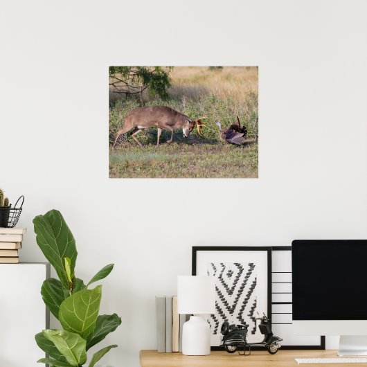 Poster White-tailed Deer Fighting Wild Turkey (Bureau à domicile)