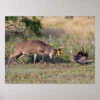 White-tailed Deer Fighting Wild Turkey