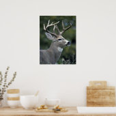 Poster White-tailed Deer | Washington State (Cuisine)
