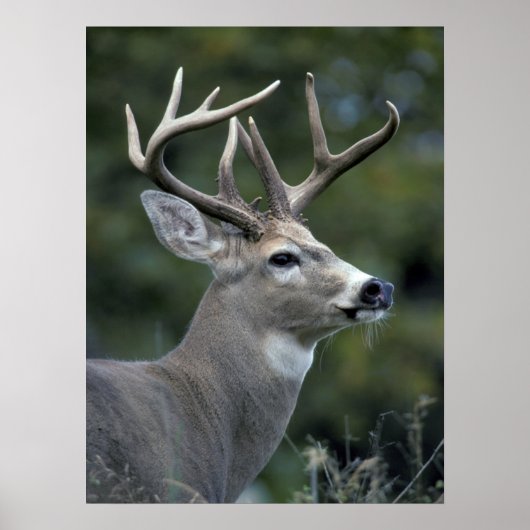 Poster White-tailed Deer | Washington State (Devant)