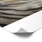 Poster White Tiger (Coin)