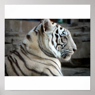 Poster White Tiger