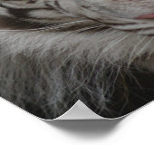 Poster White Tiger Print (Coin)