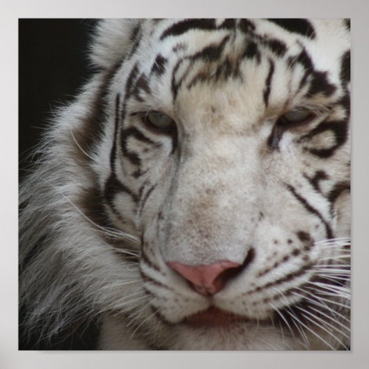 Poster White Tiger Print (Devant)