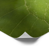 Poster White Trillium Forest Flower Macro (Coin)