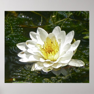 Poster White Water Lily