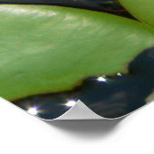 Poster White Water Lily (Coin)