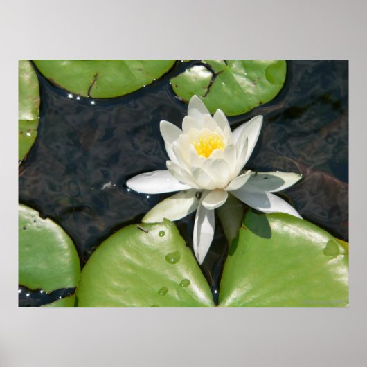 Poster White Water Lily (Devant)