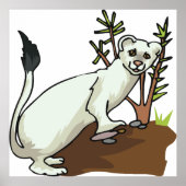 Poster White Weasel Wildlife (Devant)