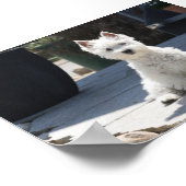 Poster White West Highland Terrier Sitting on Sidewalk (Coin)