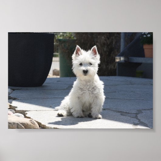 Poster White West Highland Terrier Sitting on Sidewalk (Devant)