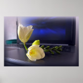 Poster White yellow freesia (Devant)
