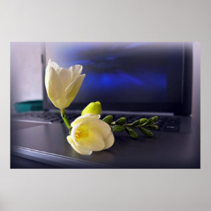 Poster White yellow freesia