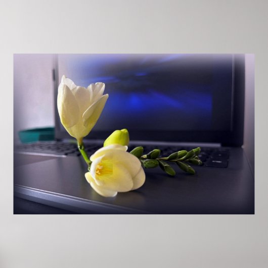 Poster White yellow freesia (Devant)