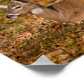 Poster Whitetail au repos (Coin)