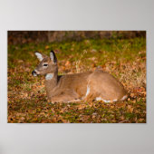 Poster Whitetail au repos (Devant)