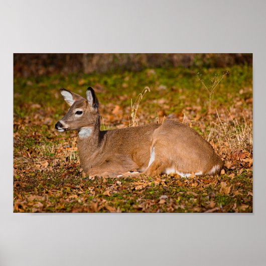 Poster Whitetail au repos (Devant)