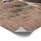 Poster Whitetail Deer (Coin)