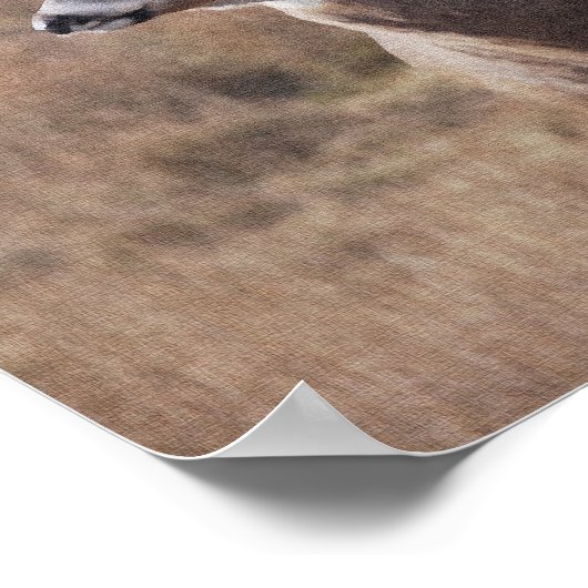 Poster Whitetail Deer (Coin)