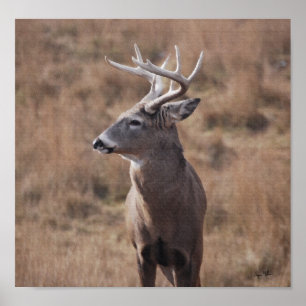 Poster Whitetail Deer