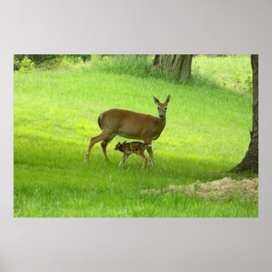 Poster WhiteTail Deer (Doe et Fawn) (Devant)