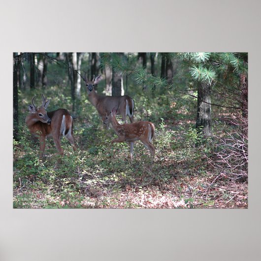 Poster Whitetail Deer in the Poconos. imprimer 0200 (Devant)