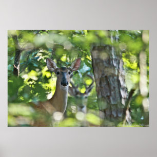 Poster Whitetail Doe #Photobomb par Déplaisant Deer 2