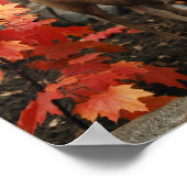 Poster Whitetail En Automne (Coin)