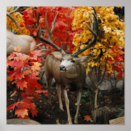 Poster Whitetail En Automne (Devant)